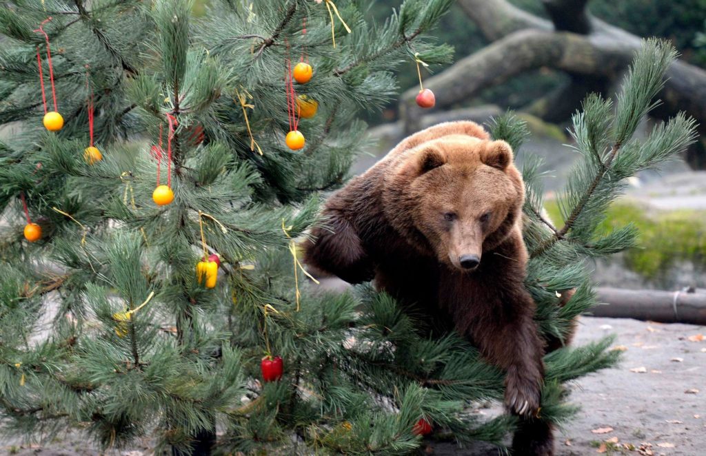 Vianoce v ZOO je atraktívne nielen pre deti ale aj pre dospelých.